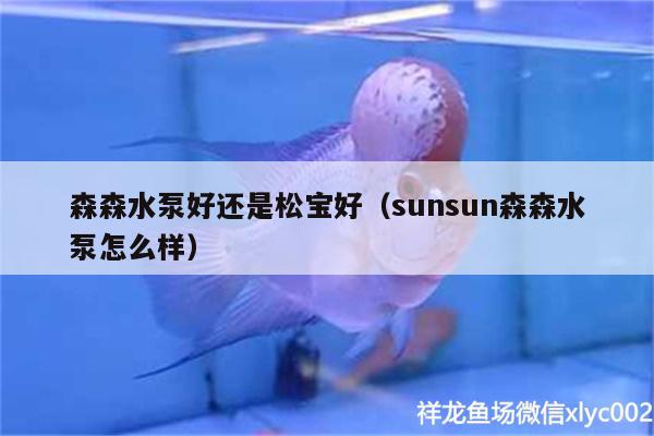 森森水泵好还是松宝好（sunsun森森水泵怎么样） 红眼黄化幽灵火箭鱼|皇家火箭鱼 第3张