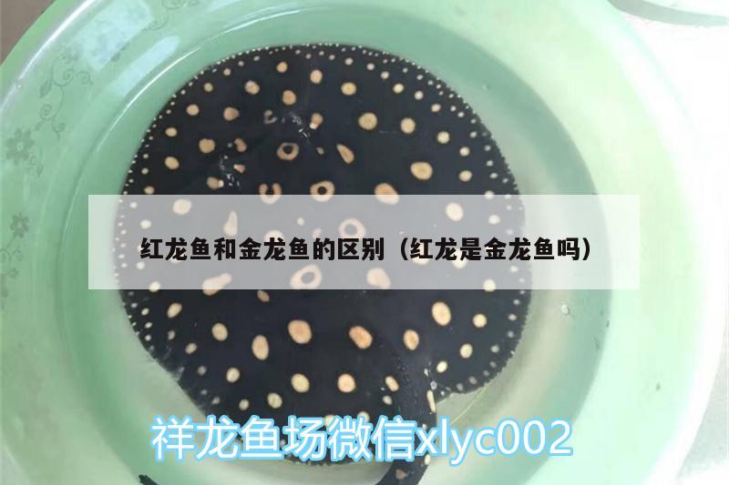 红龙鱼和金龙鱼的区别（红龙是金龙鱼吗） 观赏鱼饲料 第2张