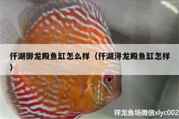 仟湖御龙殿鱼缸怎么样（仟湖浔龙殿鱼缸怎样） 仟湖 第1张