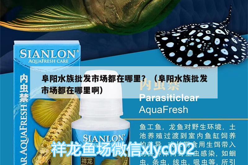 阜阳水族批发市场都在哪里？（阜阳水族批发市场都在哪里啊）