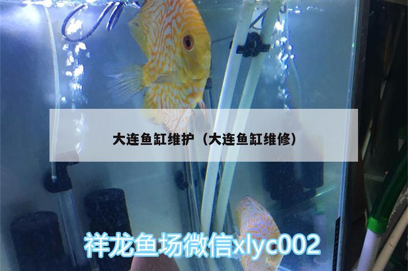 大连鱼缸维护（大连鱼缸维修） 古典过背金龙鱼 第2张