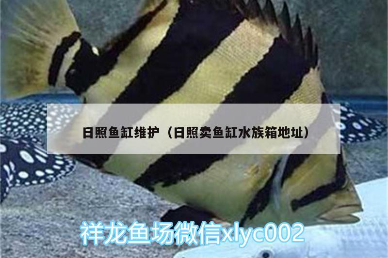 日照鱼缸维护（日照卖鱼缸水族箱地址） 鱼缸/水族箱 第2张