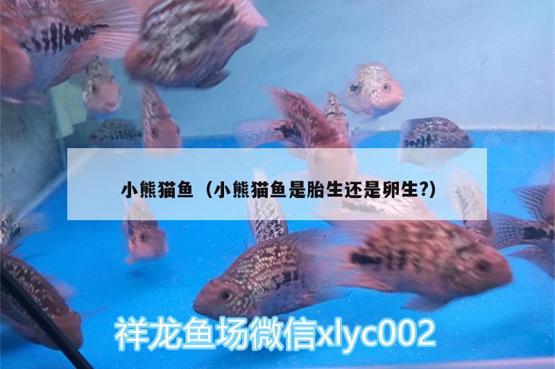 小熊猫鱼（小熊猫鱼是胎生还是卵生?） 女王大帆鱼 第2张