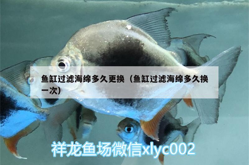 鱼缸过滤海绵多久更换（鱼缸过滤海绵多久换一次）