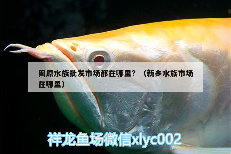 固原水族批发市场都在哪里？（新乡水族市场在哪里） 观赏鱼水族批发市场 第2张