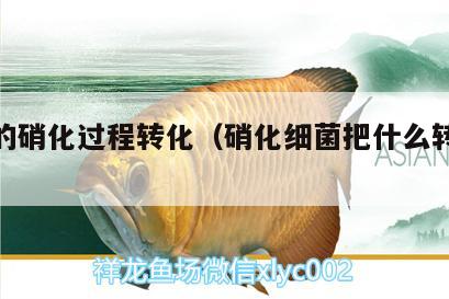 细菌的硝化过程转化（硝化细菌把什么转化成什么）