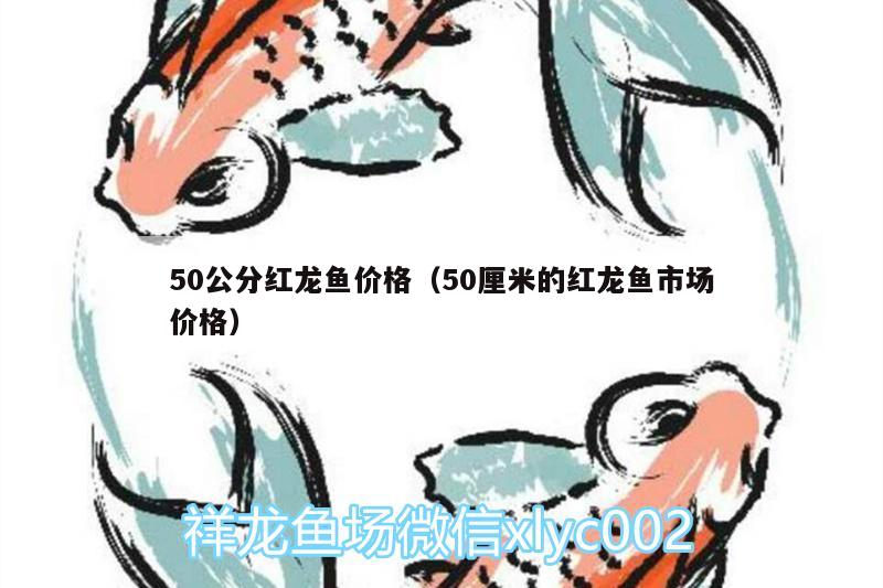 50公分红龙鱼价格（50厘米的红龙鱼市场价格）