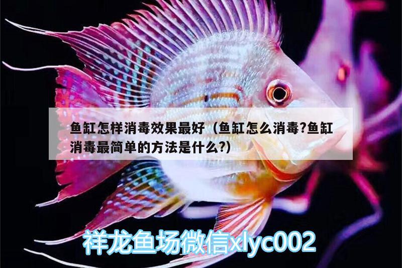 鱼缸怎样消毒效果最好（鱼缸怎么消毒?鱼缸消毒最简单的方法是什么?）