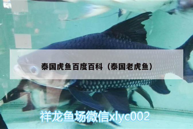 泰国虎鱼百度百科（泰国老虎鱼）