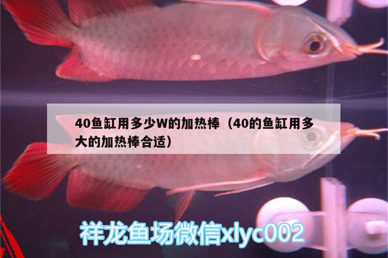 40鱼缸用多少W的加热棒（40的鱼缸用多大的加热棒合适）