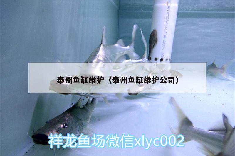 泰州鱼缸维护（泰州鱼缸维护公司） 水族品牌 第1张