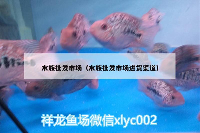 水族批发市场（水族批发市场进货渠道） 观赏鱼水族批发市场