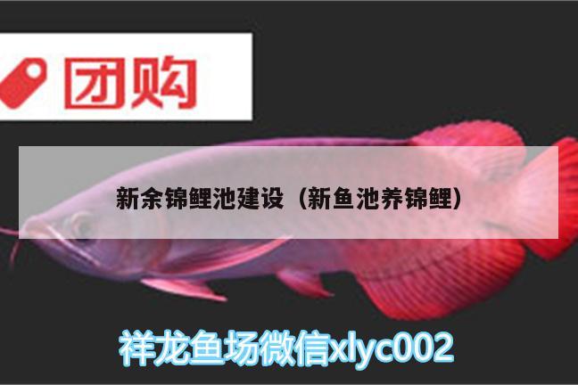 新余锦鲤池建设（新鱼池养锦鲤） 观赏鱼饲料