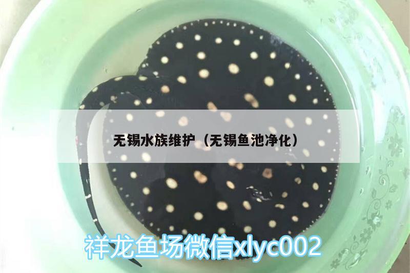 无锡水族维护（无锡鱼池净化）