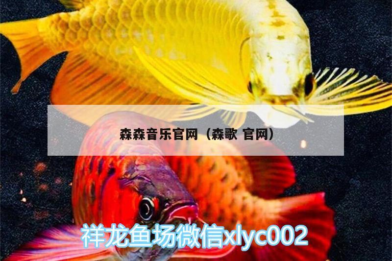 森森音乐官网（森歌官网）