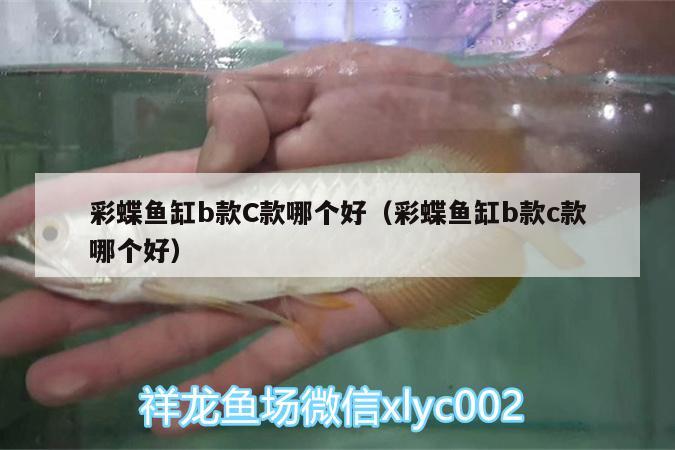 彩蝶鱼缸b款C款哪个好（彩蝶鱼缸b款c款哪个好） 超血红龙鱼