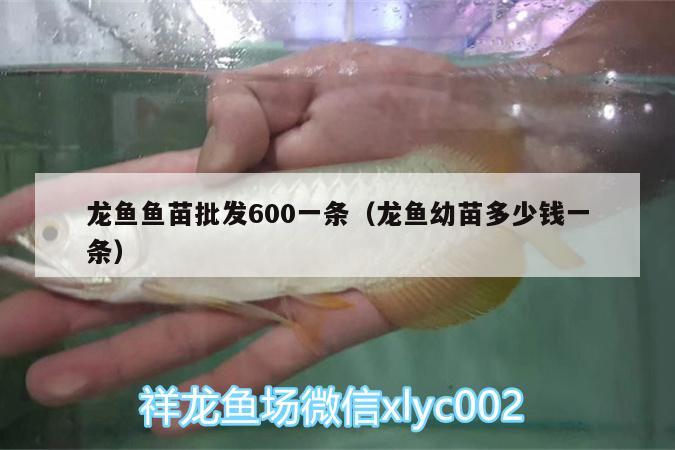 龙鱼鱼苗批发600一条（龙鱼幼苗多少钱一条）