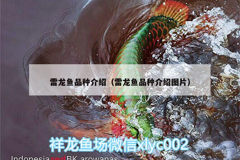 雷龙鱼品种介绍（雷龙鱼品种介绍图片） 祥龙龙鱼专用水族灯