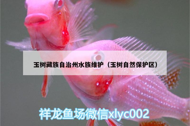 玉树藏族自治州水族维护（玉树自然保护区） 小型观赏鱼 第2张