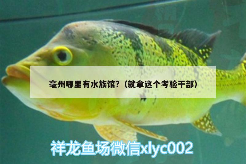 毫州哪里有水族馆?（就拿这个考验干部）