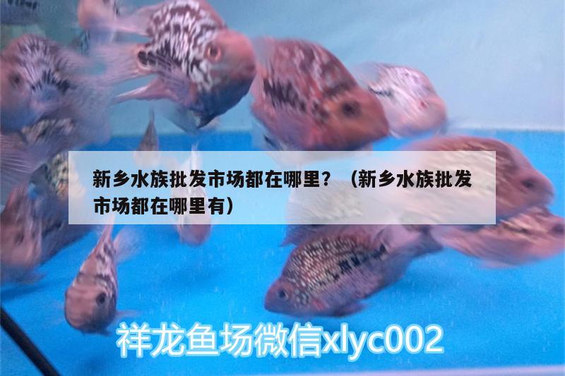 新乡水族批发市场都在哪里？（新乡水族批发市场都在哪里有） 观赏鱼水族批发市场