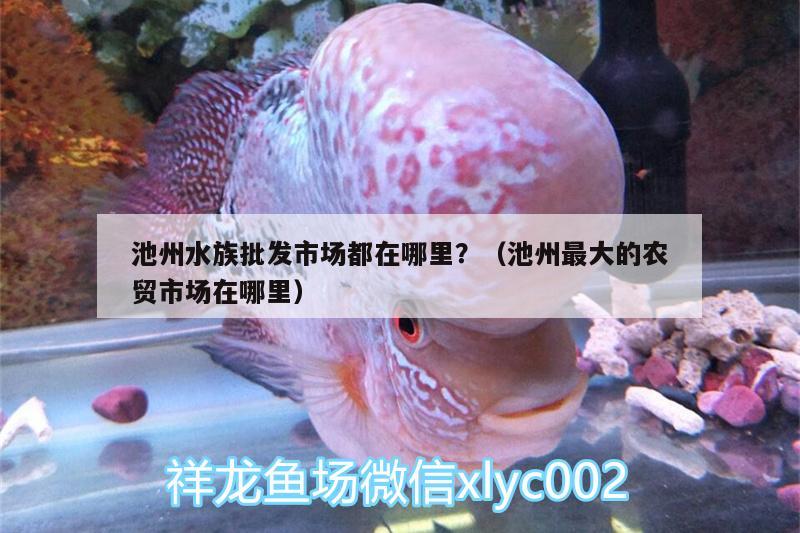 池州水族批发市场都在哪里？（池州最大的农贸市场在哪里） 观赏鱼水族批发市场