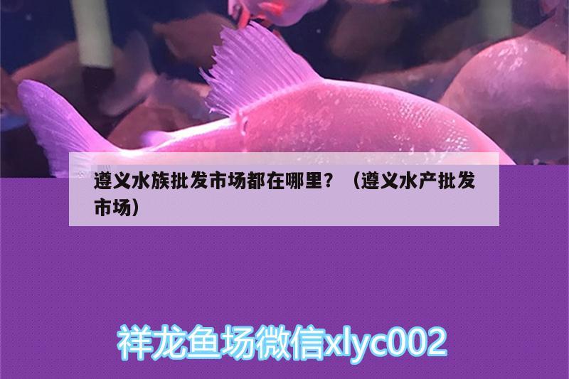 遵义水族批发市场都在哪里？（遵义水产批发市场）