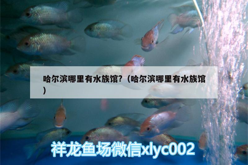 哈尔滨哪里有水族馆?（哈尔滨哪里有水族馆） 大日玉鲭鱼