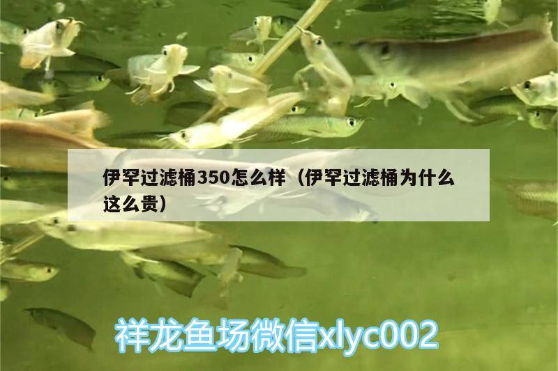 伊罕过滤桶350怎么样（伊罕过滤桶为什么这么贵）