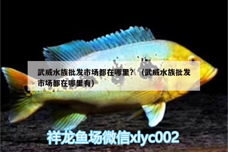 武威水族批发市场都在哪里？（武威水族批发市场都在哪里有）