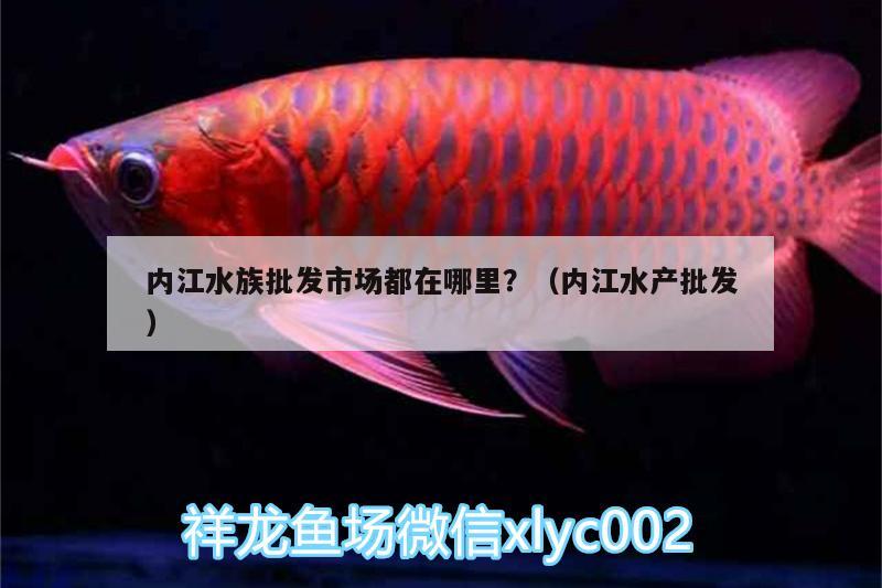 内江水族批发市场都在哪里？（内江水产批发）