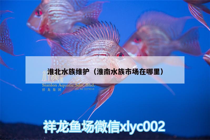 淮北水族维护（淮南水族市场在哪里）