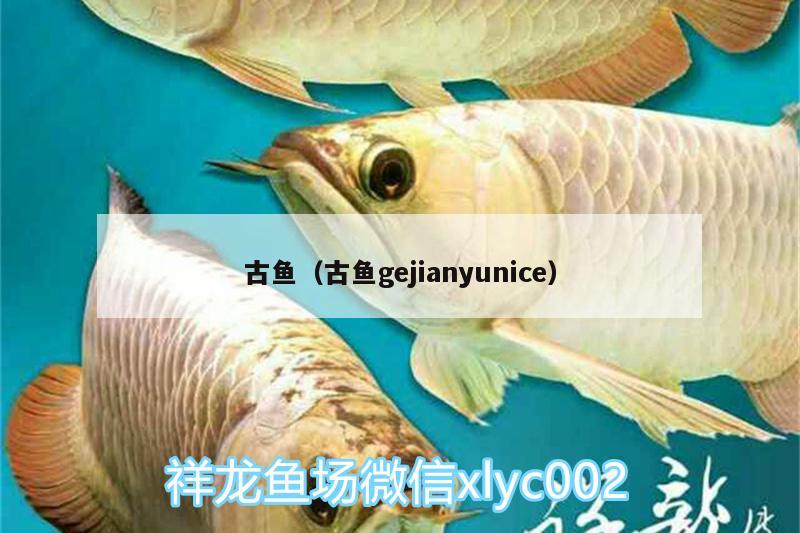 古鱼（古鱼gejianyunice） 观赏鱼市场（混养鱼） 第2张