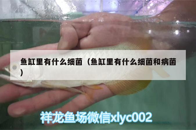 鱼缸里有什么细菌（鱼缸里有什么细菌和病菌） 眼斑鱼