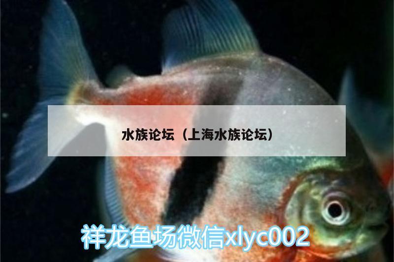 水族论坛（上海水族论坛）