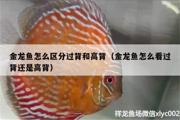 金龙鱼怎么区分过背和高背（金龙鱼怎么看过背还是高背）