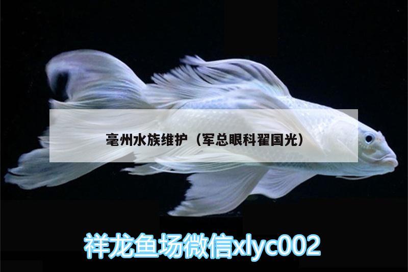 毫州水族维护（军总眼科翟国光） 成吉思汗鲨（球鲨）鱼