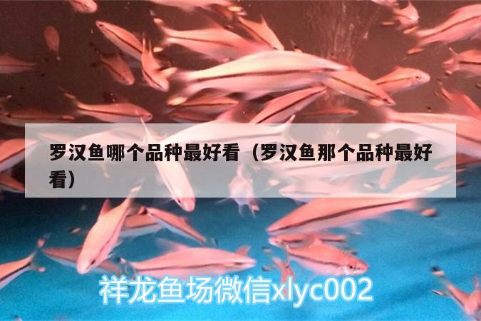 罗汉鱼哪个品种最好看（罗汉鱼那个品种最好看）