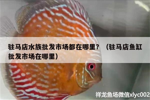 驻马店水族批发市场都在哪里？（驻马店鱼缸批发市场在哪里） 观赏鱼水族批发市场