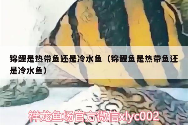 锦鲤是热带鱼还是冷水鱼（锦鲤鱼是热带鱼还是冷水鱼） 一眉道人鱼苗