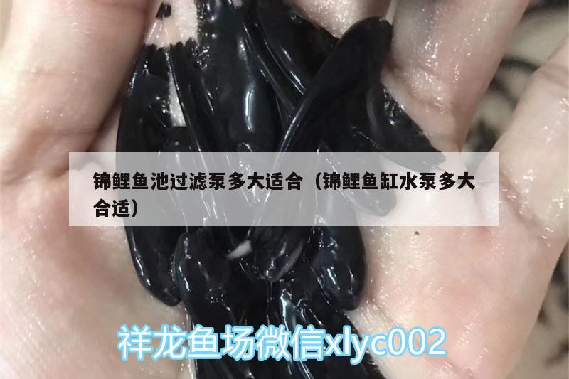 锦鲤鱼池过滤泵多大适合（锦鲤鱼缸水泵多大合适） 鱼缸水泵