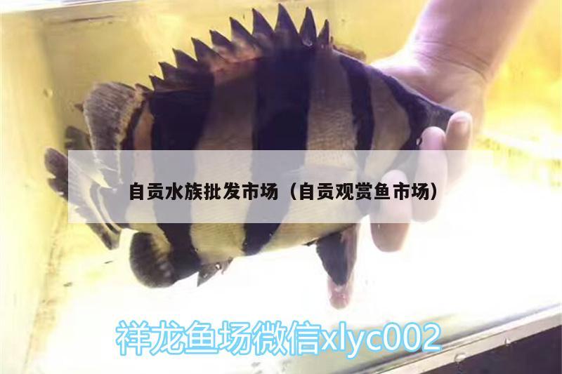 自贡水族批发市场（自贡观赏鱼市场）