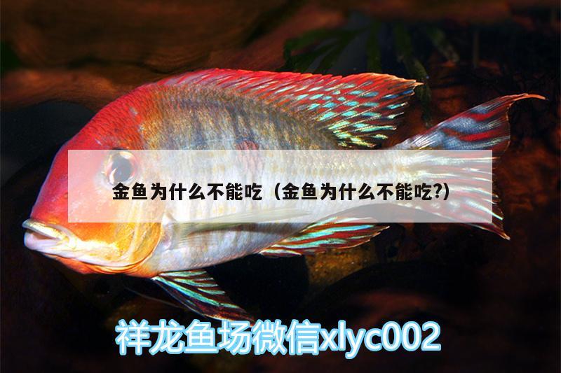 金鱼为什么不能吃（金鱼为什么不能吃?） 祥龙龙鱼专用水族灯
