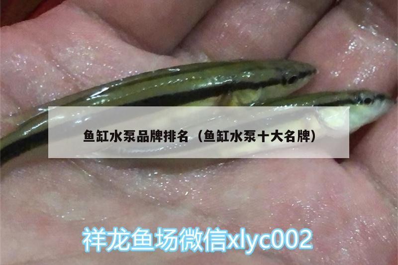 鱼缸水泵品牌排名（鱼缸水泵十大名牌）