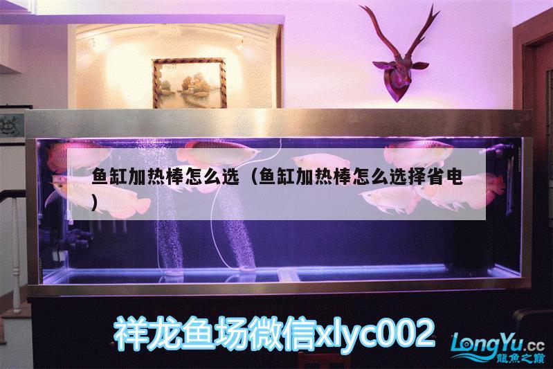 鱼缸加热棒怎么选（鱼缸加热棒怎么选择省电） 大正锦鲤鱼