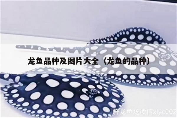 龙鱼品种及图片大全（龙鱼的品种） 孵化器