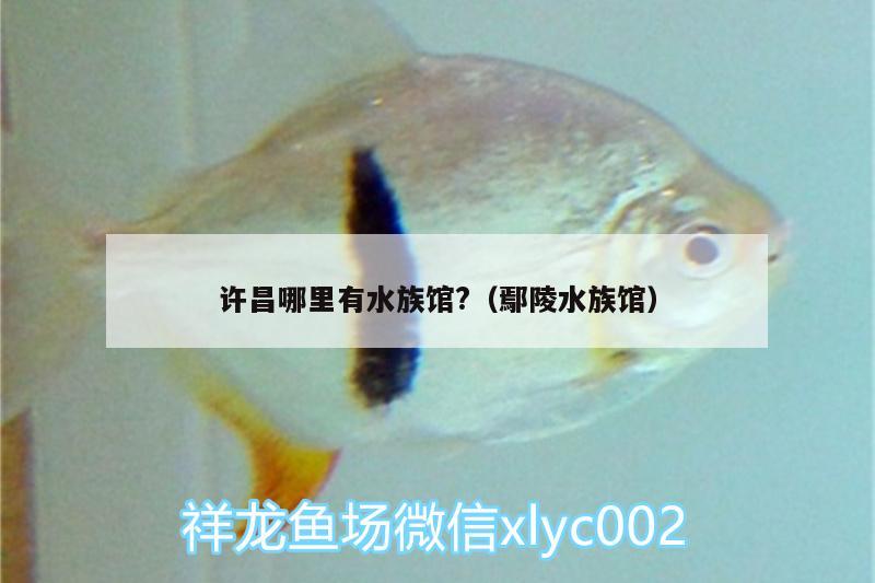 许昌哪里有水族馆?（鄢陵水族馆） 黄金斑马鱼