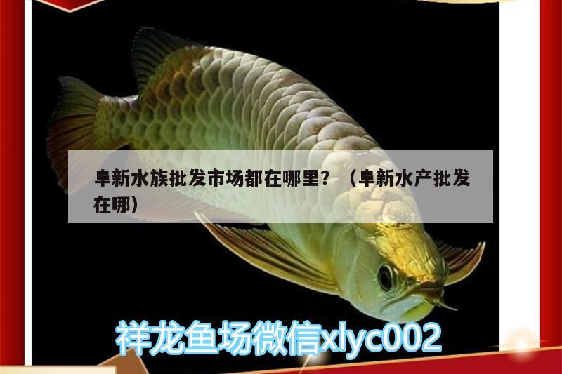 阜新水族批发市场都在哪里？（阜新水产批发在哪）