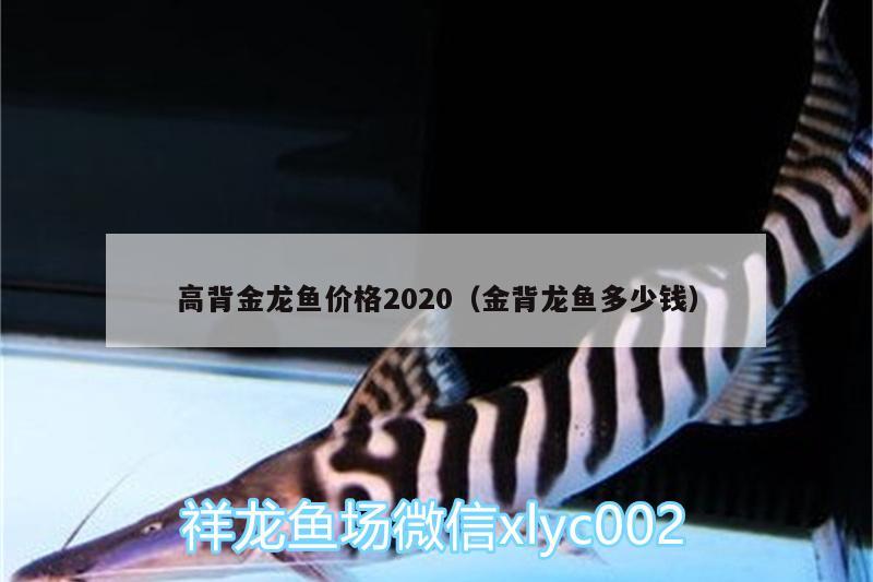 高背金龙鱼价格2020（金背龙鱼多少钱） 高背金龙鱼