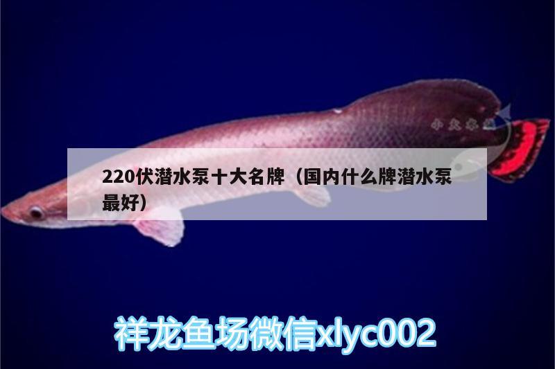 220伏潜水泵十大名牌（国内什么牌潜水泵最好） 朱巴利鱼苗